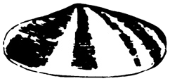 Shell logo, 1900